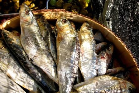 El pescado, principal ingrediente de la gastronomía graciosera.