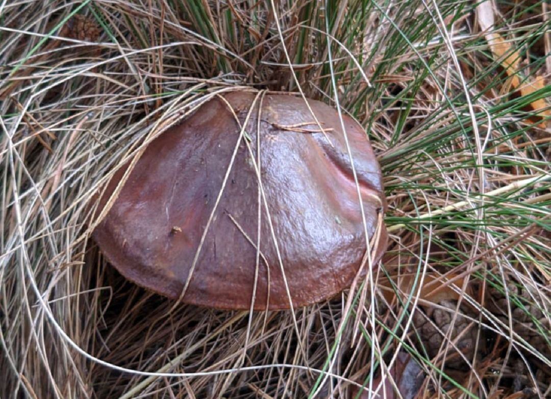 Boletus Edulis