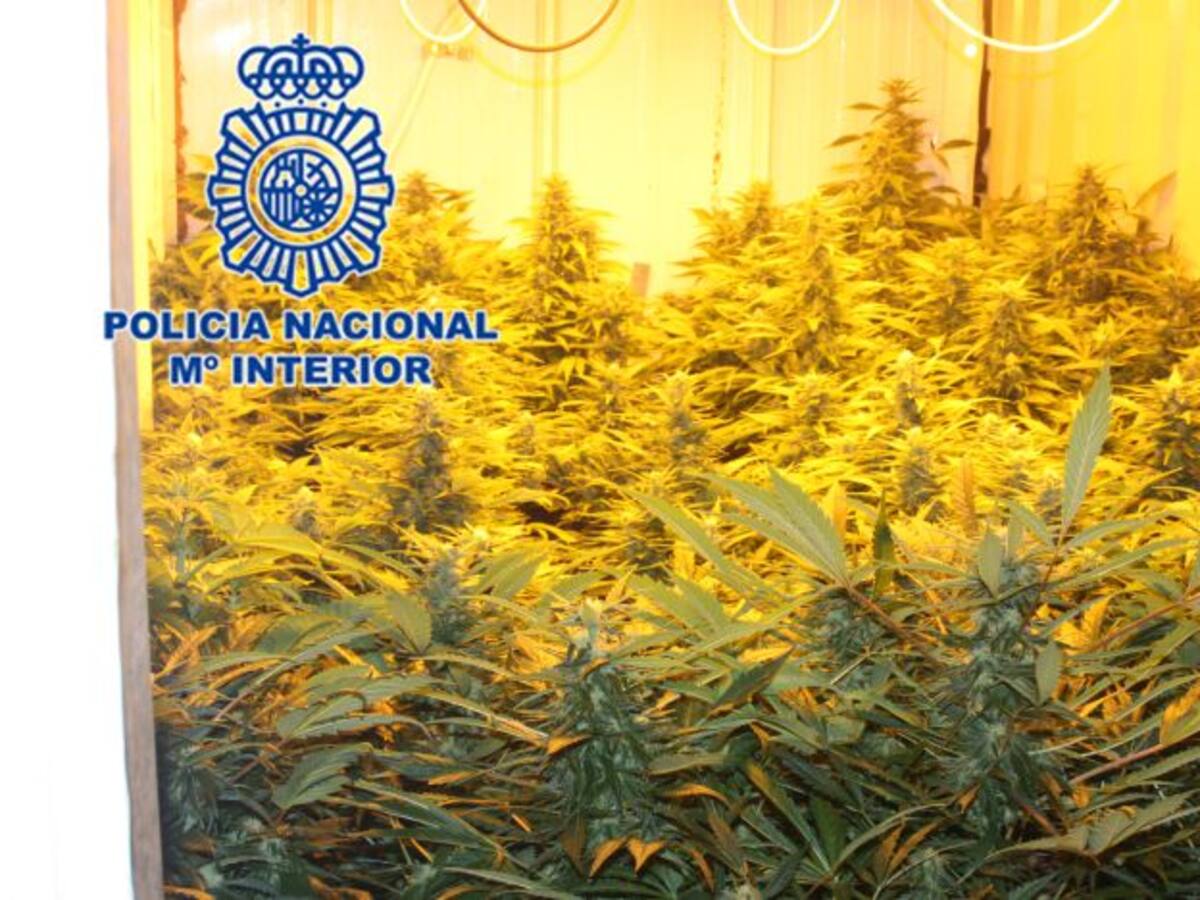 Los rebuznos de un burro llevan a la policía a una plantación de marihuana