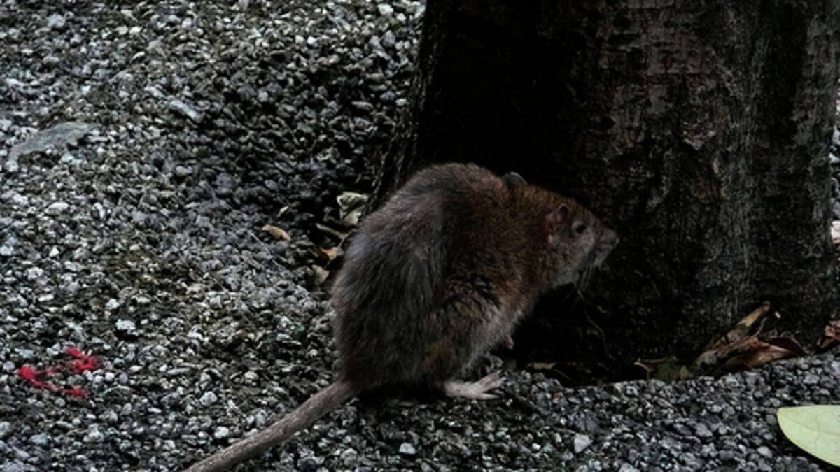 Una picossada per combatre les plagues urbanes