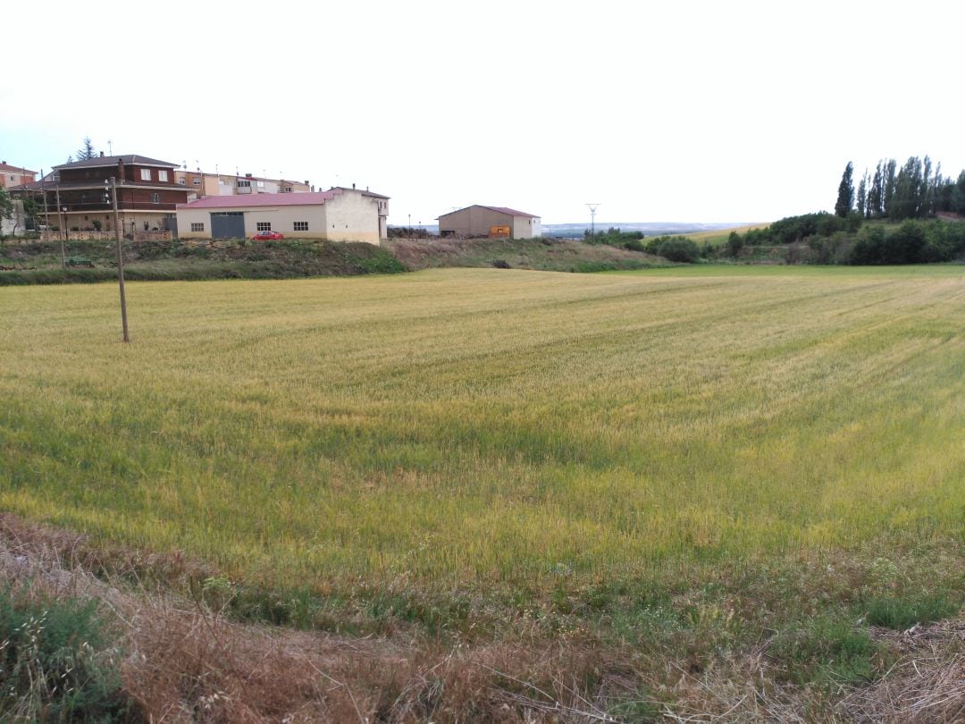 Parcela de cultivo en Roa