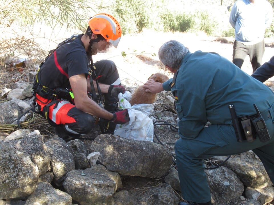 Momento en el que Bomberos y Guardia Civil rescatan al perro caído en un pozo en Alcalá la Real.