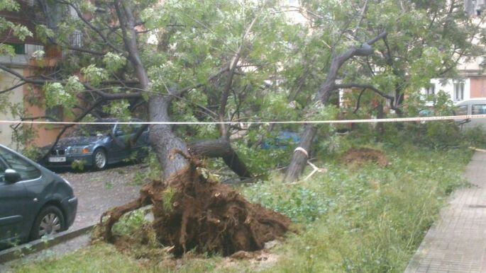 Imagen de la calle Alcántara del Júcar, de Valencia, tras la caída de los árboles de gran porte que ha provocado daños en varios coches