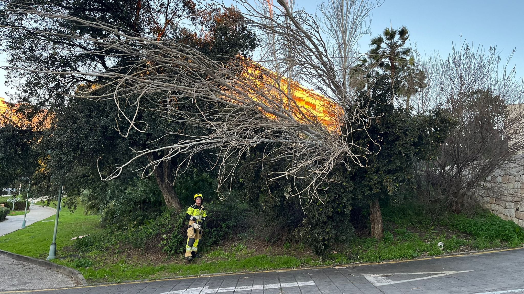 El viento derriba árboles en Benalmádena