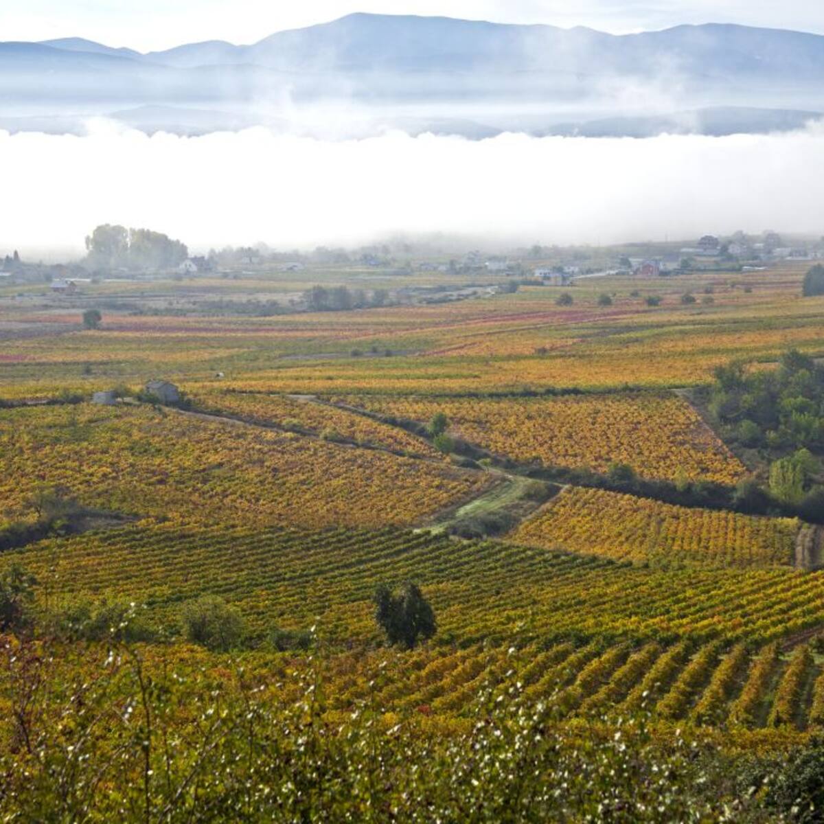 El mundo del vino se levanta contra los parques eólicos proyectados en el Bierzo