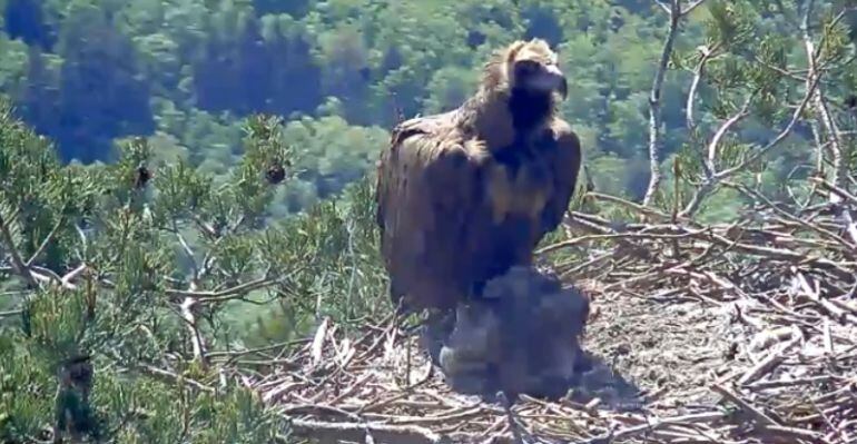 Pantallazo de la retransmisión de la webcam en el nido de una pareja de buitres negros en Guadarrama