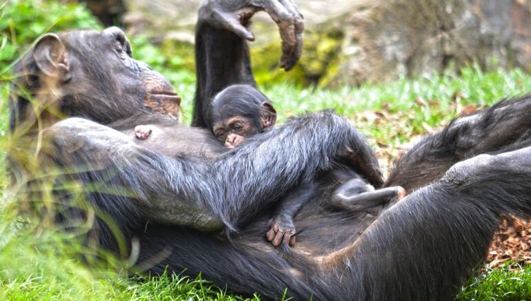 La cría de chimpancé en brazos de su madre