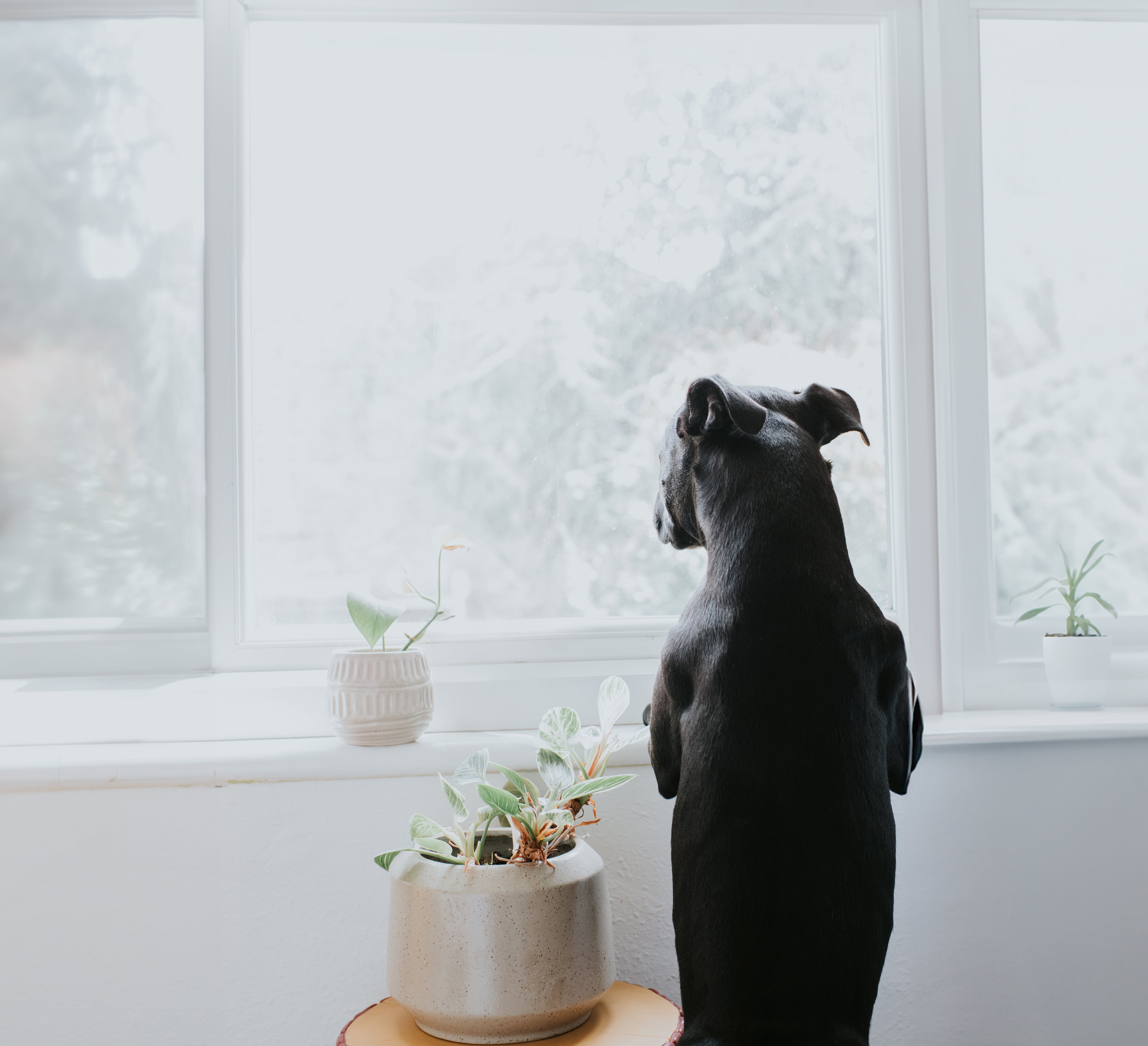 Perro mirando por la ventana