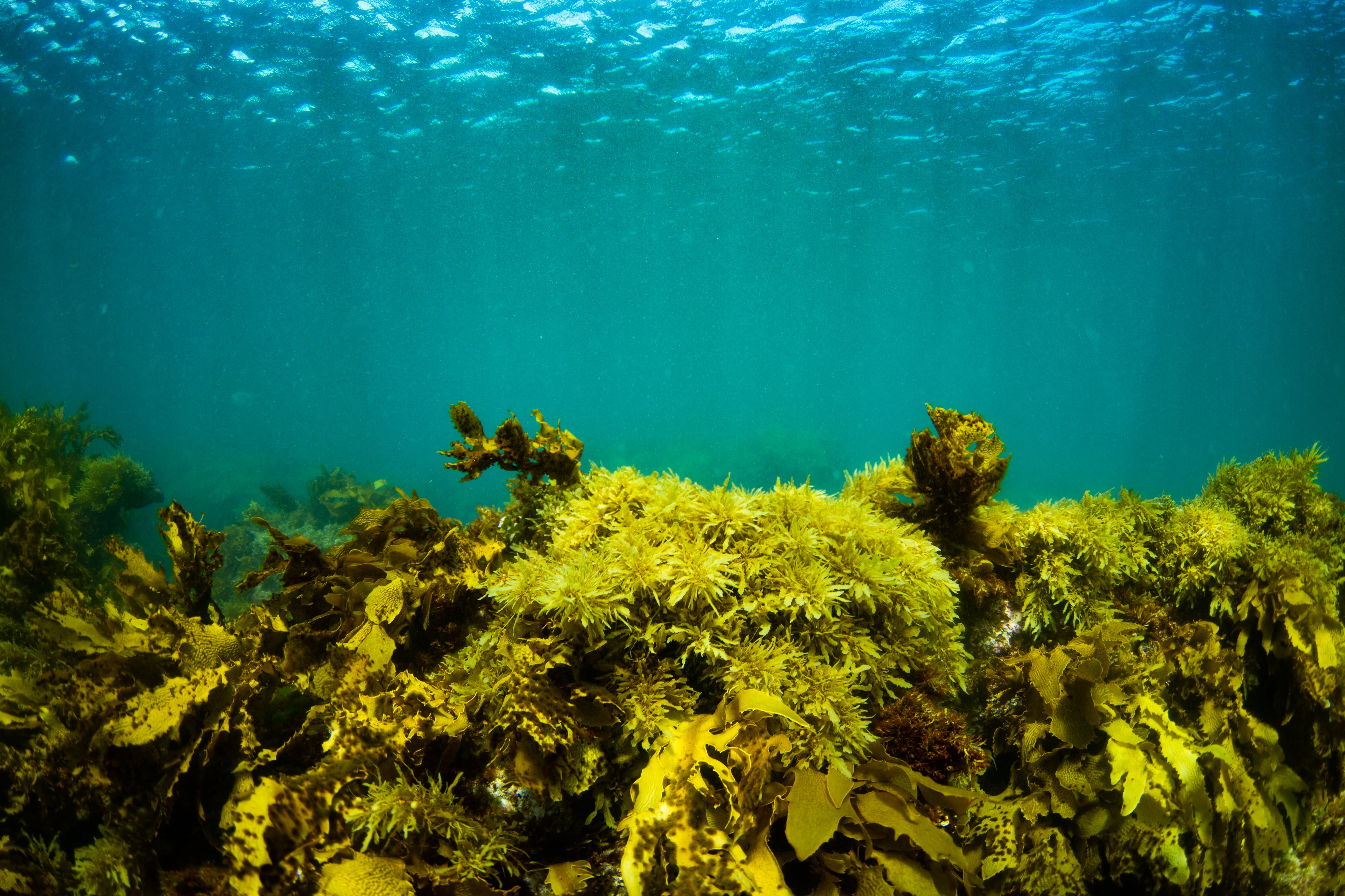 Arrecife de algas en Perth (Australia).