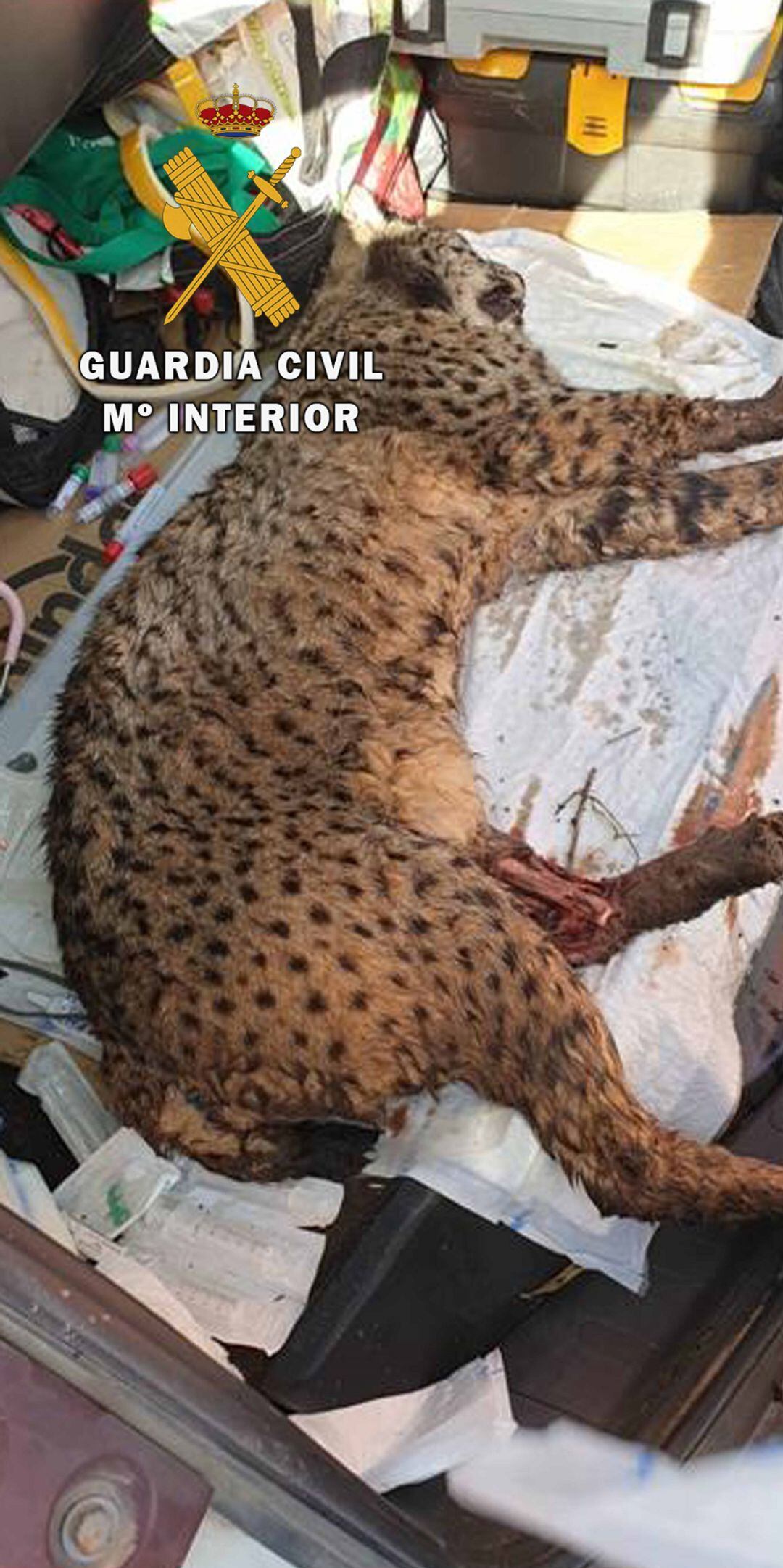 Lince herido en la carretera de La Lancha