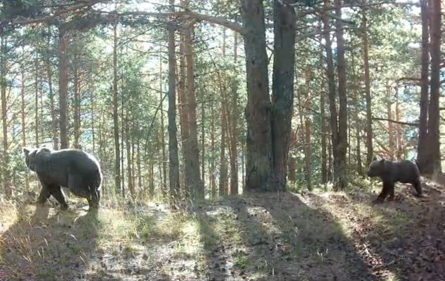 Claverina con el osezno el pasado mes de octubre, en el Pirineo oscense