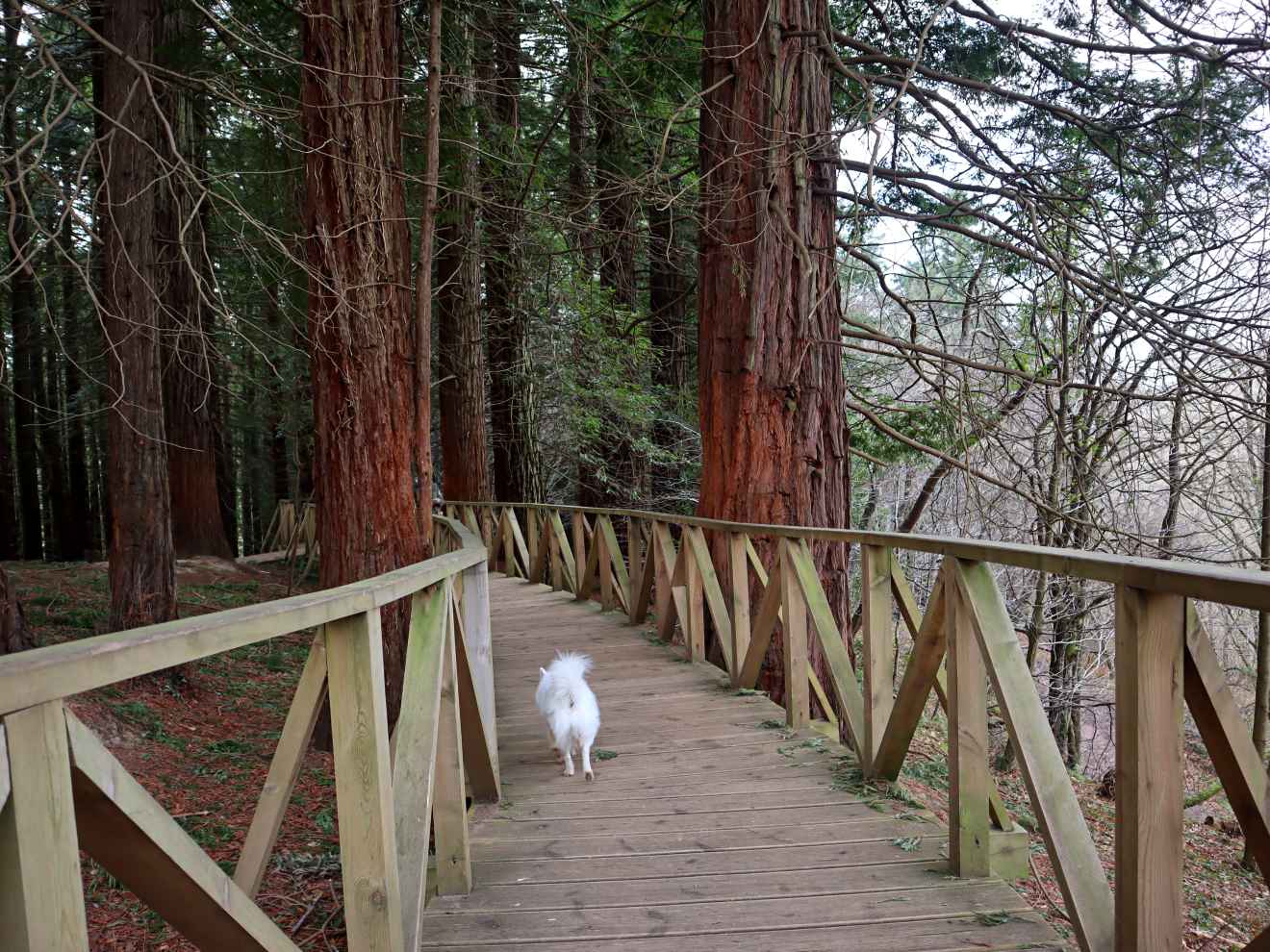 Pasarela que da acceso al bosque de las Secuoyas y que se quiere prolongar.