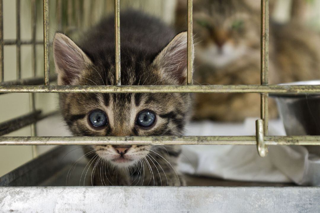 Los gatos son animales dóciles