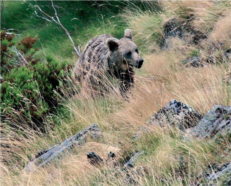 Imagen de un oso pardo