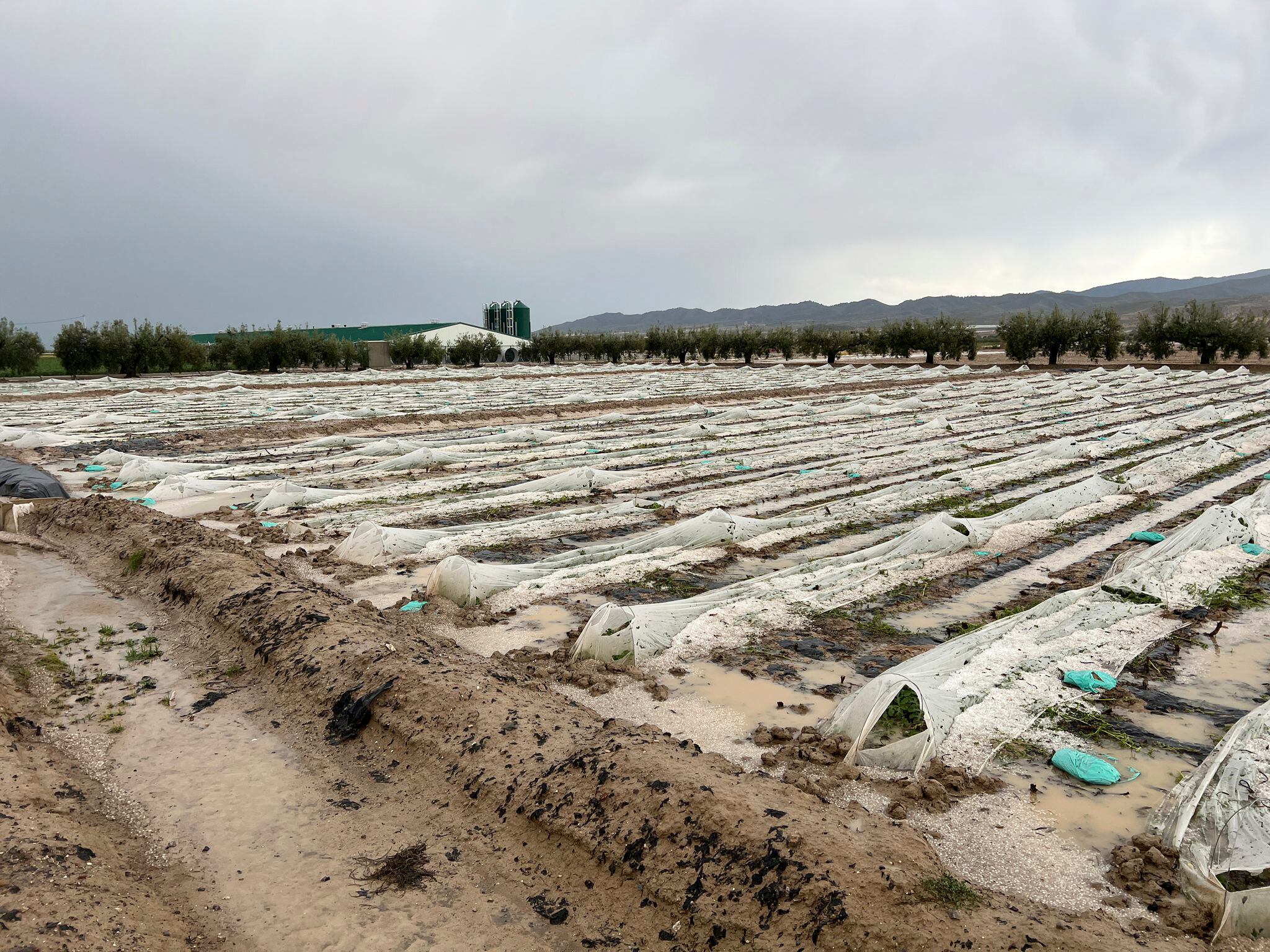 TERCIA (LORCA), 31/05/2023.- Campos de cultivo anegados tras la intensa granizada caída ayer martes en la pedanía lorquina de Tercia. EFE/Técnico agrícola de Agrotec Fernando Garre/