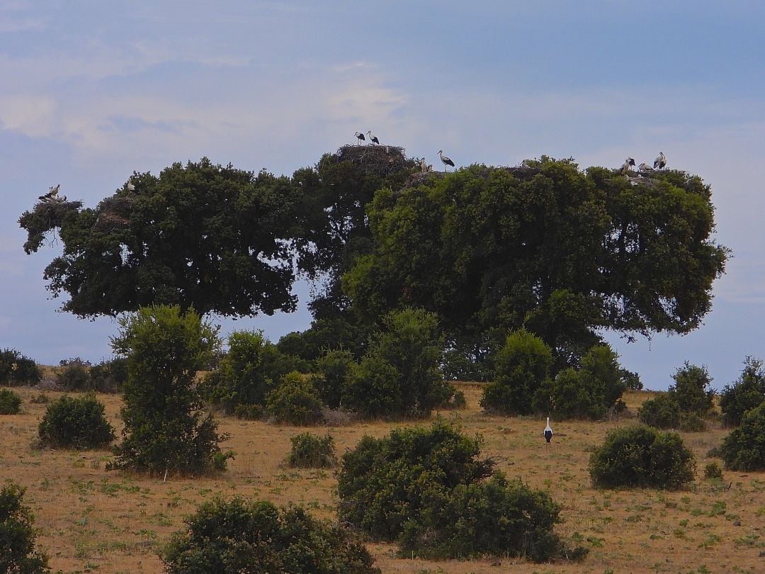 Imagen de Campo Azálvaro