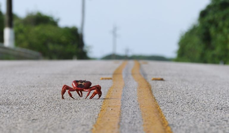 Un cangrejo rojo cruzando la carretera.