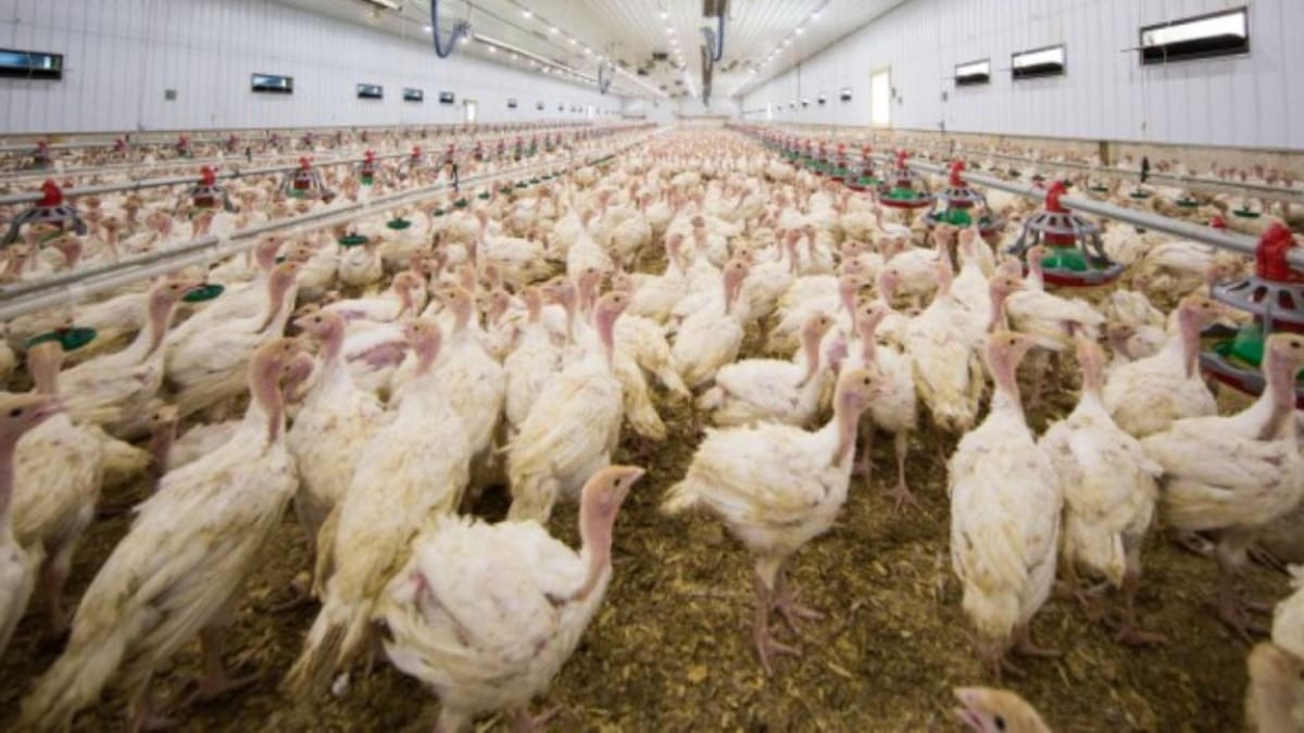 Dos granjas avícolas piden duplicar sus instalaciones y su producción en Alcalá del Júcar y Fuentealbilla