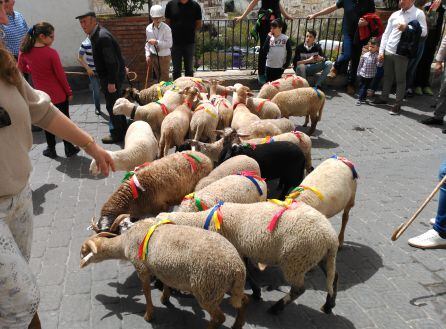 Mas de una veintena de borregos han participado este año en el singular desfile de la ofrenda