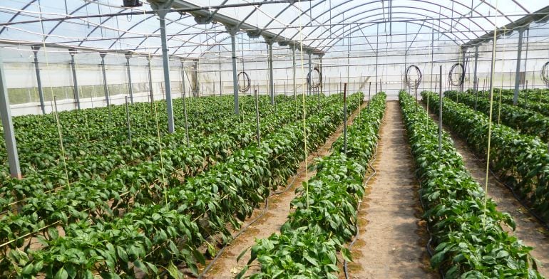 Las verduras del Perelló en los pinchos de Mercadona