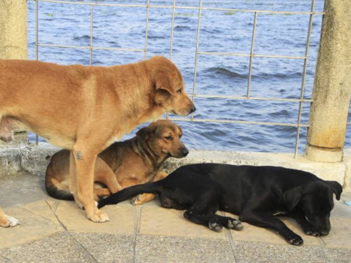 Ofensiva contra el abandono de perros en Cartagena