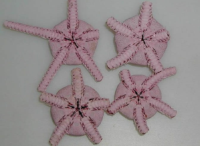 El Censo de la Vida Marina tiene ya más de 120.000 especies