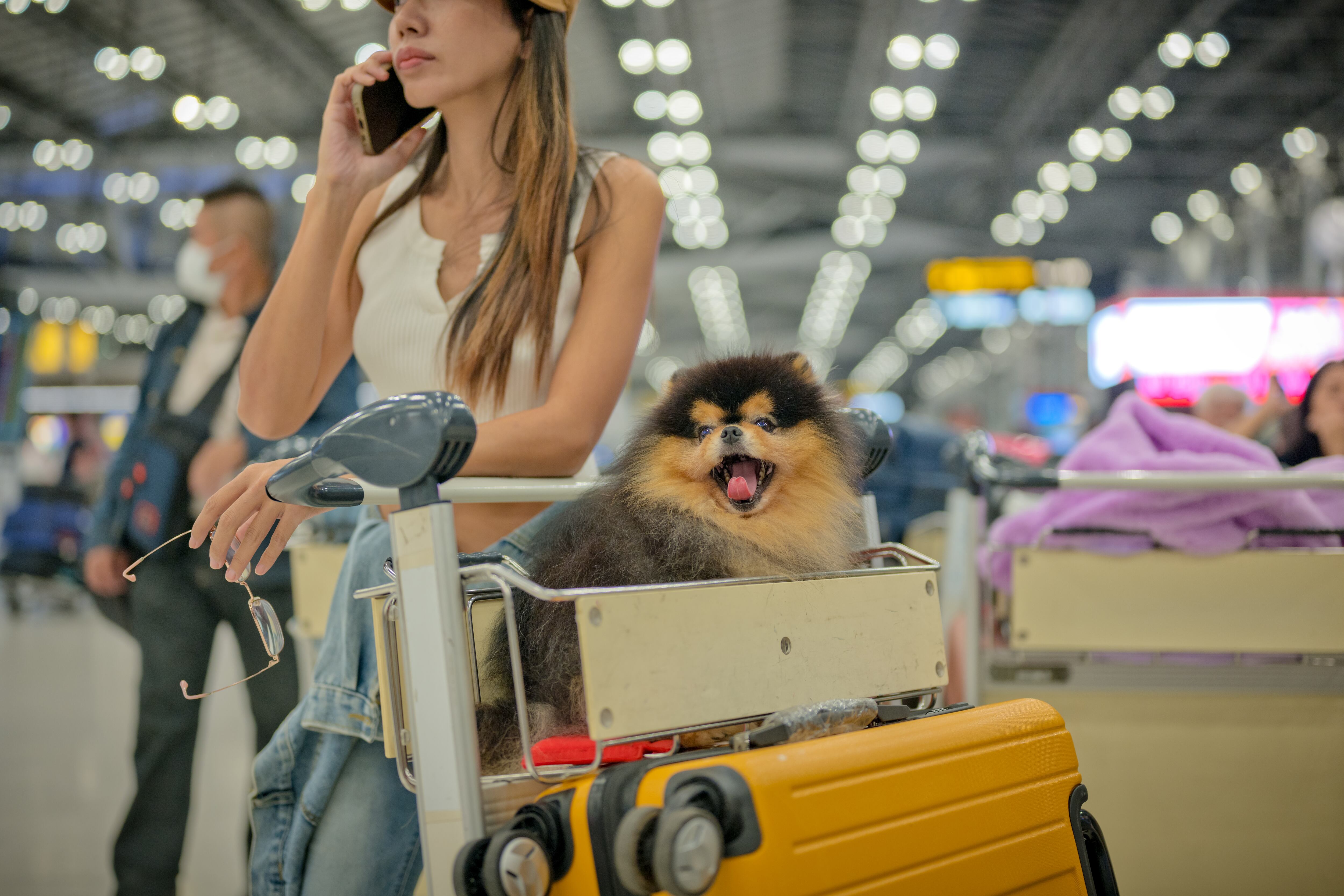Un perro subido a un carrito de maletas en el aeropuerto antes de subirse a un avión