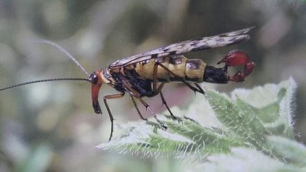 Otro de los invertebrados que se podrán contemplar