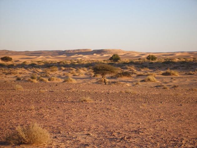 Expediciones en busca de fauna por el Sahara atlántico.