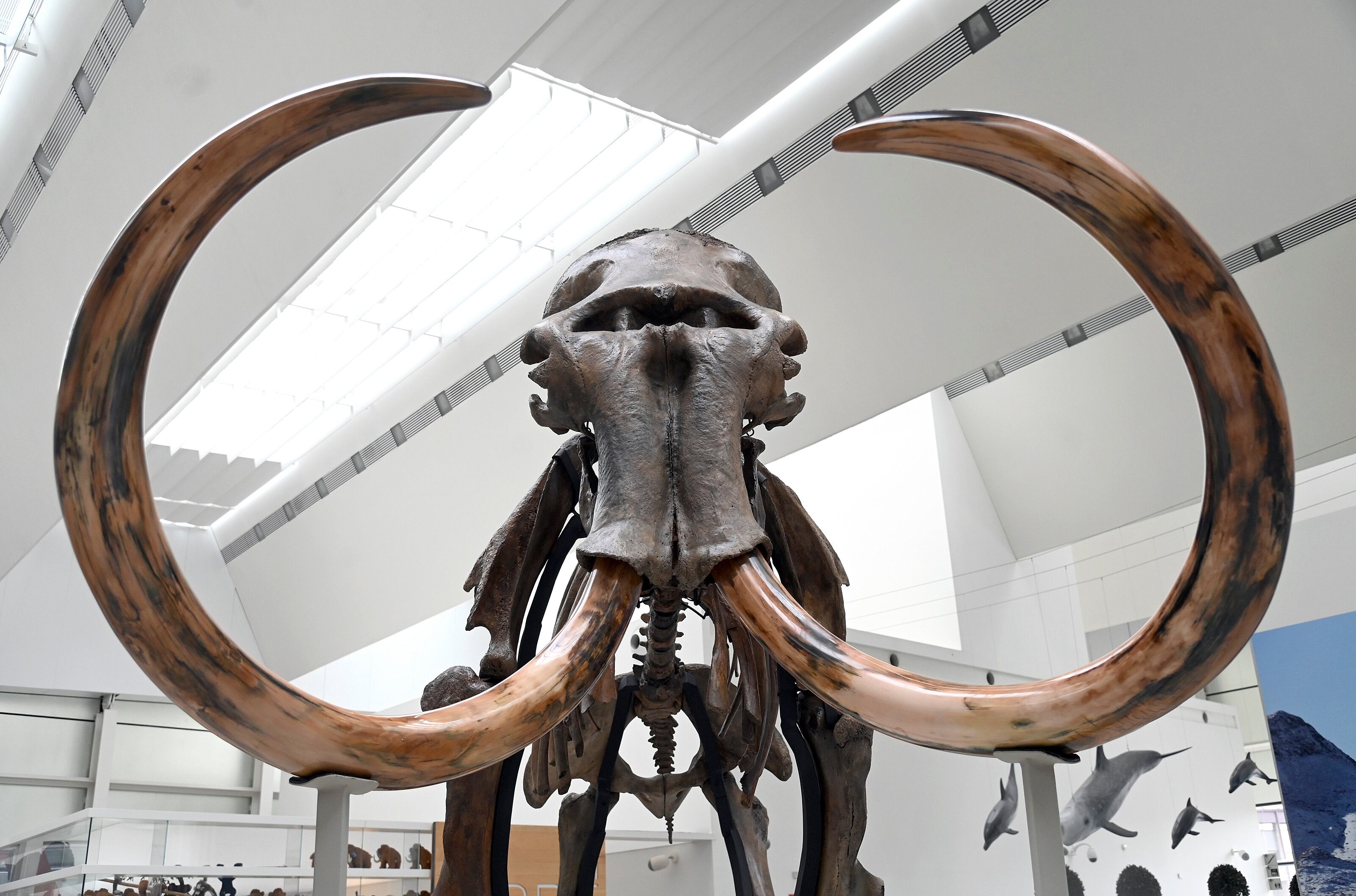 Presentación de la exposición temporal &quot;Un mamut en Burgos&quot; en el Museo de la Evolución Humana de Burgos