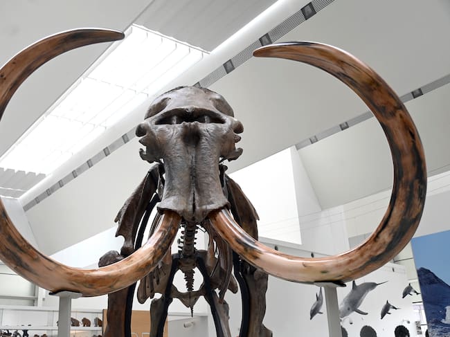 Presentación de la exposición temporal "Un mamut en Burgos" en el Museo de la Evolución Humana de Burgos