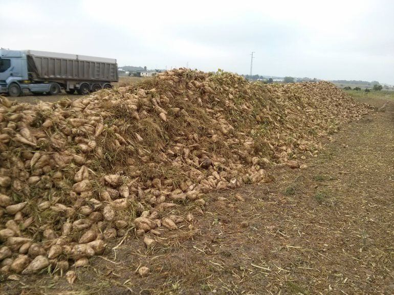 Recogida de la remolacha en la provincia de Cádiz