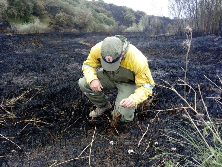 Un guarda forestal investiga un terreno afectado por un incendiol.