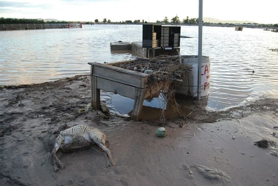 Un animal muerto yace junto a enseres arrancados de las casas de Lorca por el torrente de agua