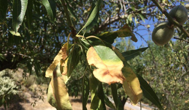 Muestra de los efectos de la xylella fastidiosa en almendros del campo de Guadalest.