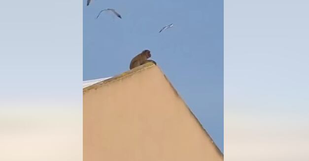 El animal en lo alto del tejado del instituto