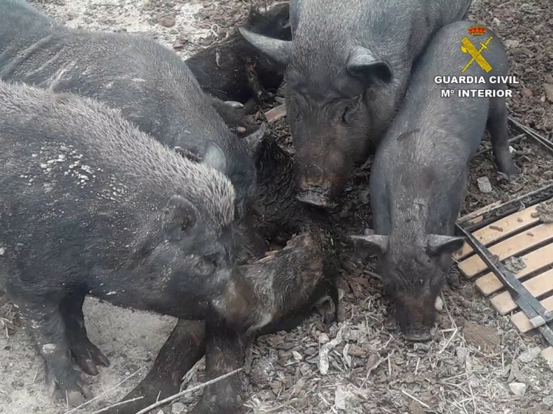 Ejempleares de cerdos en la finca de la Torre de les Maçanes cuya propietaria ha sido denunciada por el SEPRONA de la Guardia Civil