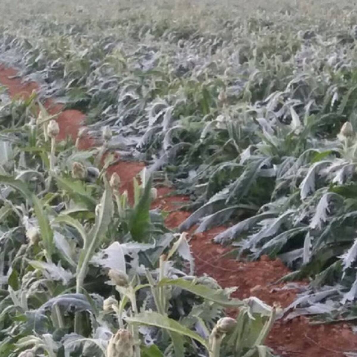 Llegan las primeras heladas al campo
