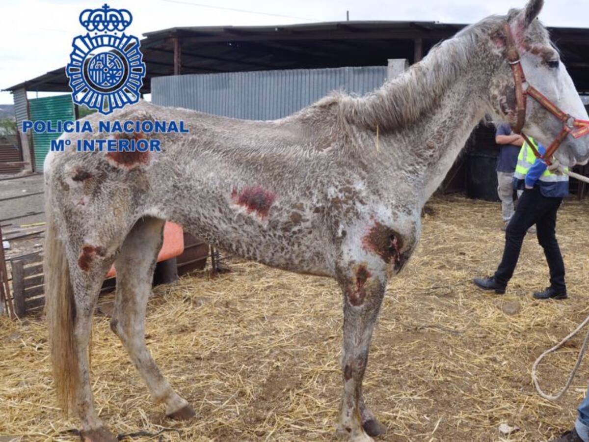 Rescatados 22 caballos y cuatro perros