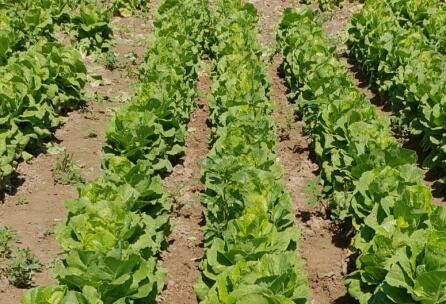 Plantación de lechugas del agricultor afectado