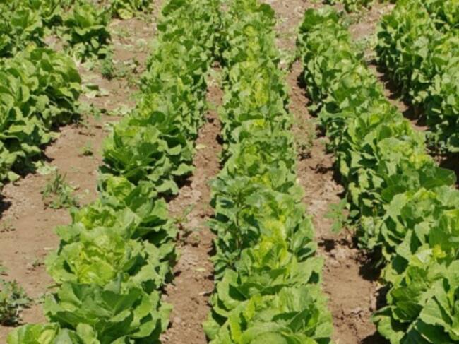 Plantación de lechugas del agricultor afectado