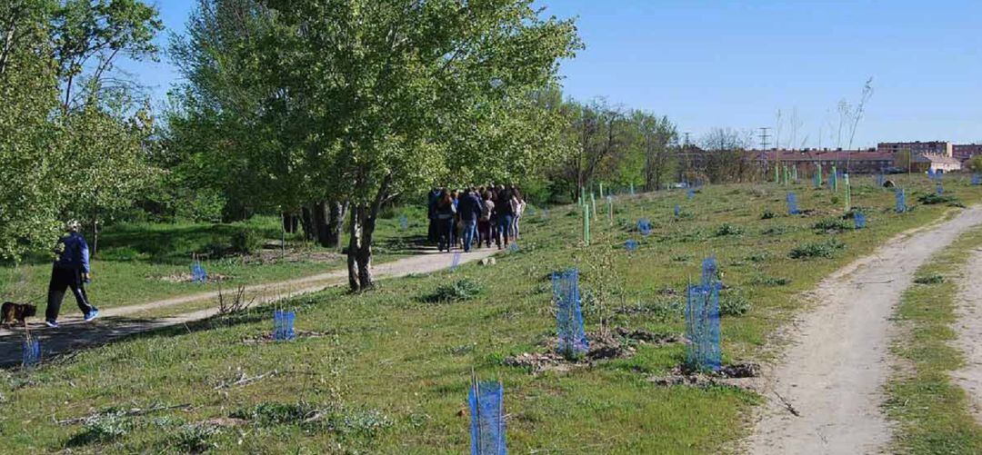 Los plantones en la zona del arroyo Humanejos