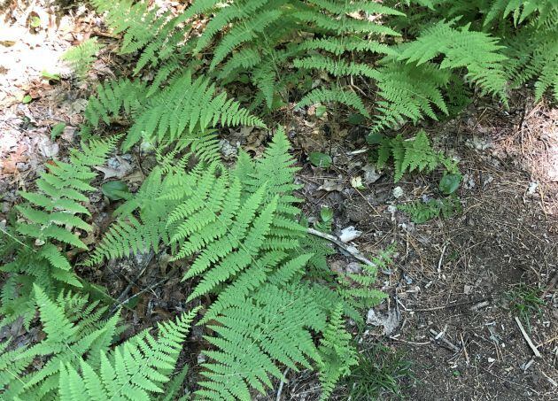 ¿Puedes encontrar al sapo?