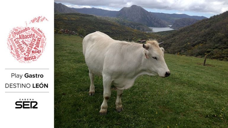 Las vacas y los bueyes de Valles del Esla pastan en los prados del norte de León.