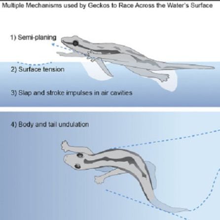 Los investigadores muestran el movimiento del gecko sobre el agua.