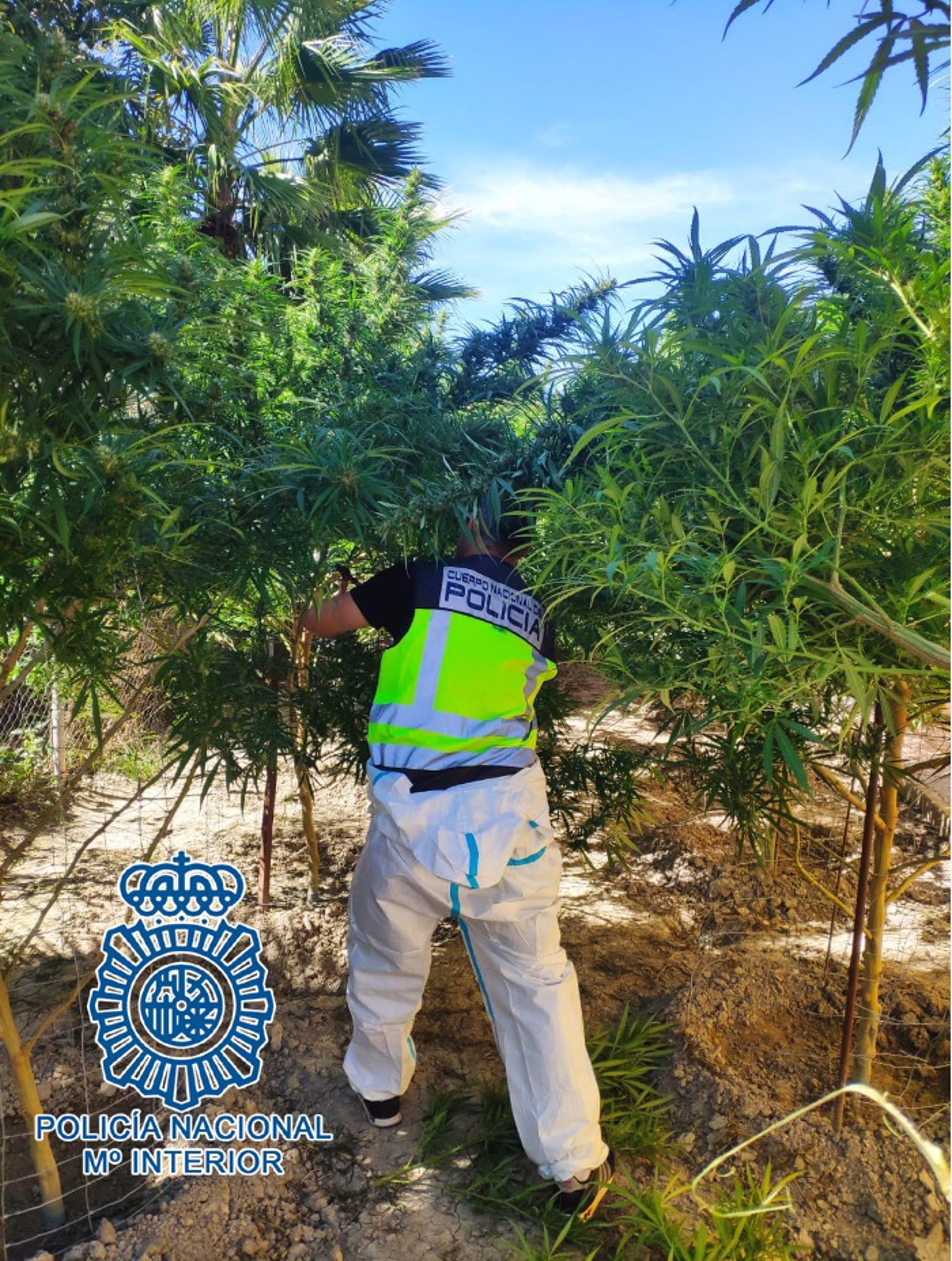 La Policía Nacional Desmantela Plantaciones De Marihuana En El Pago De San José, Los Naranjos Y La Sierra De San Cristóbal