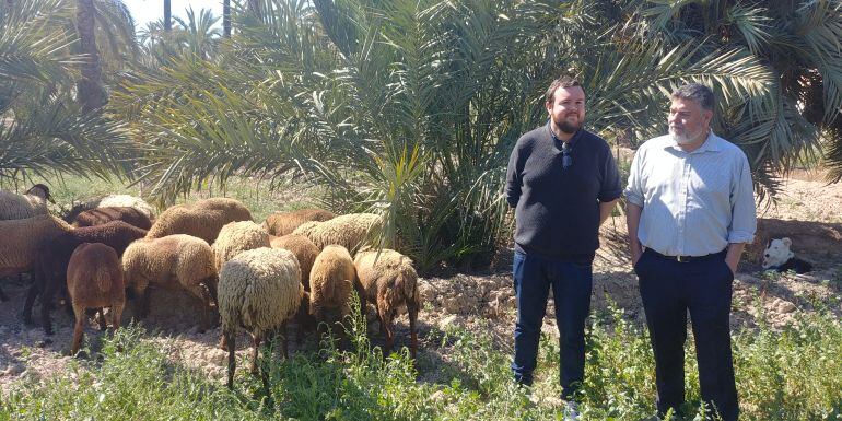 El concejal de Medio Ambiente con las ovejas guirra