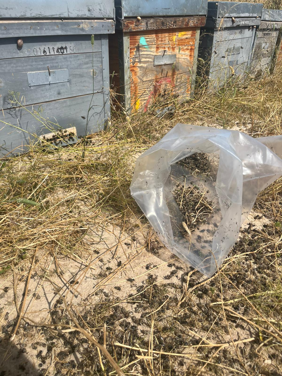 Una fumigación fuera de control arruina la producción de cincuenta colmenas de un apicultor cartagenero