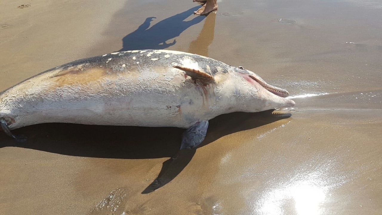 Delfín varado en una playa de Tenerife