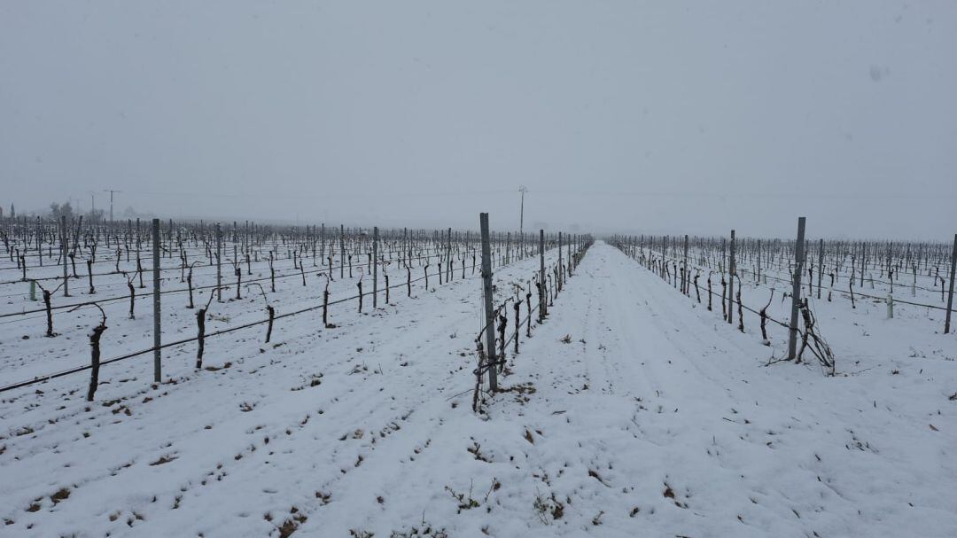 Viñedos nevados en La Mancha